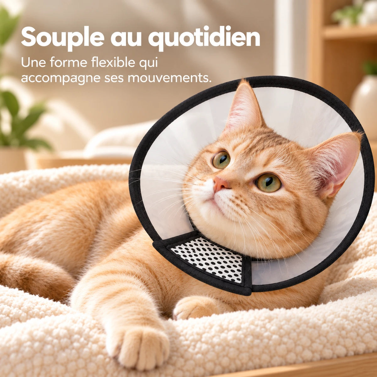 Chat roux allongé sur un coussin beige, portant la collerette transparente bordée de noir