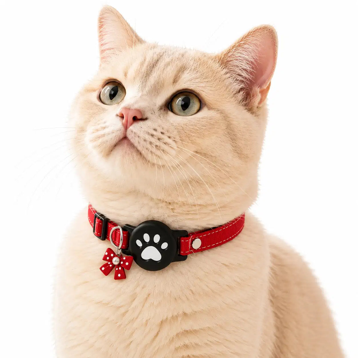 Collier AirTag pour Chaton et Petit Chat