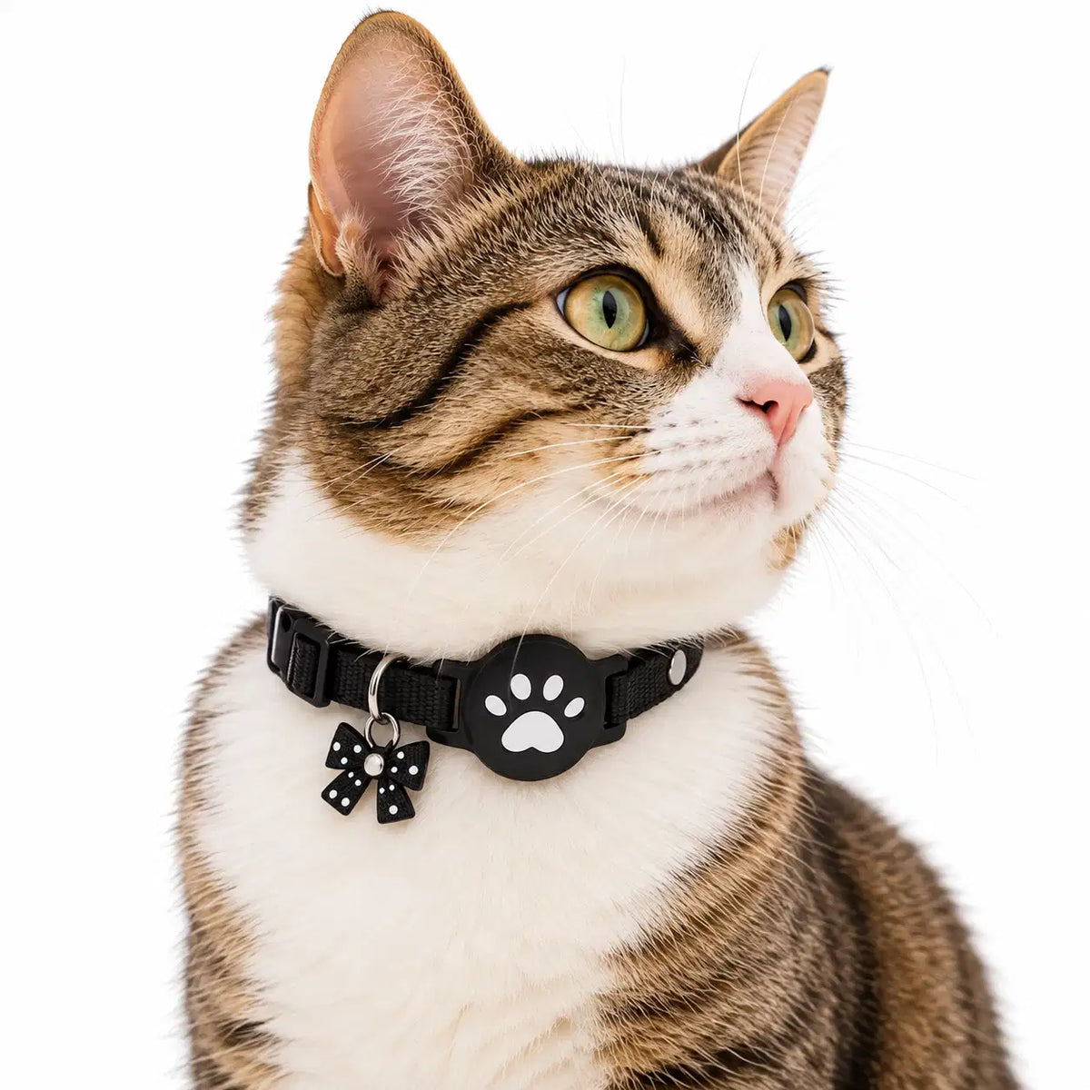 Collier AirTag pour Chaton et Petit Chat