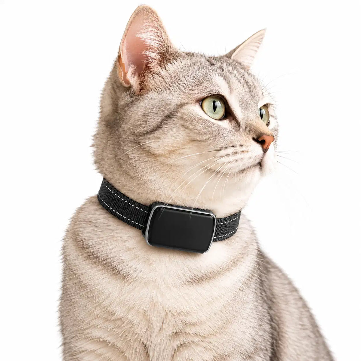 Collier GPS 4G pour Chat, Étanche IP68