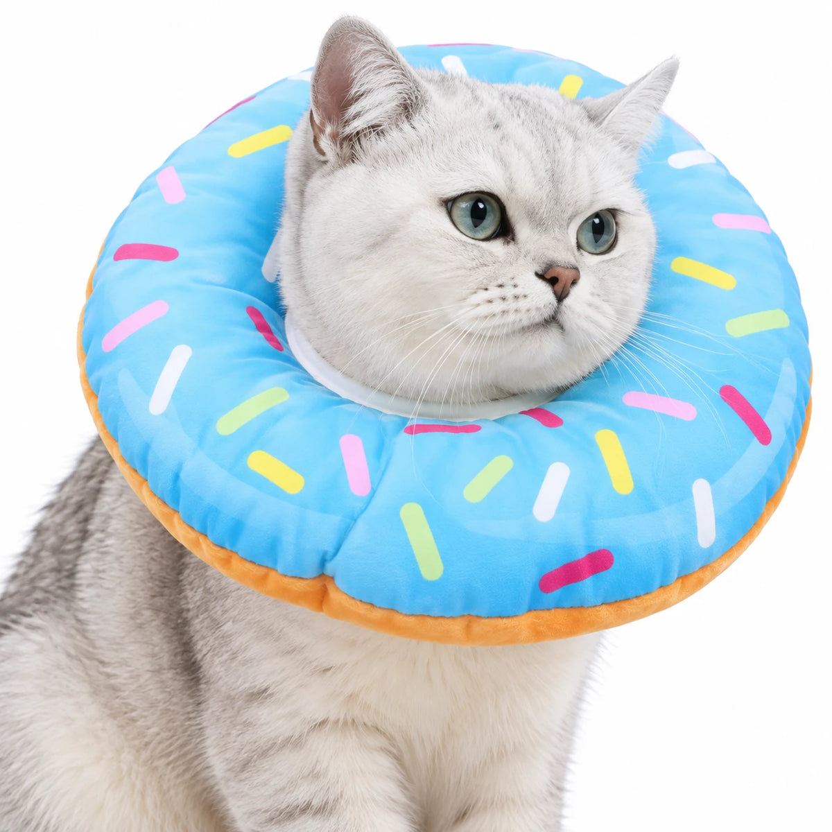 Chat gris clair portant une collerette donut bleue à vermicelles, avec sa bande blanche au col
