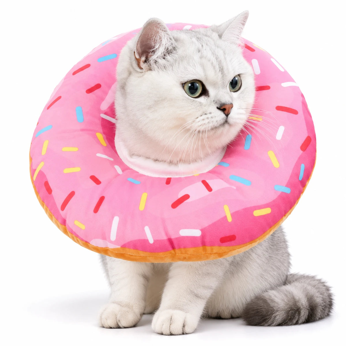 Chat gris clair portant une collerette donut rose à vermicelles, sur fond blanc