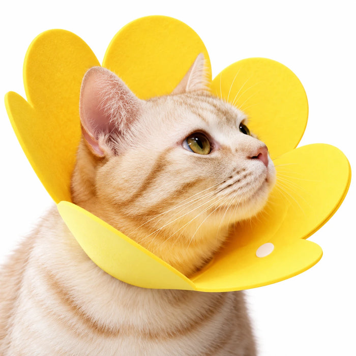 Chat roux tigré portant une collerette jaune en forme de fleur, sur fond blanc