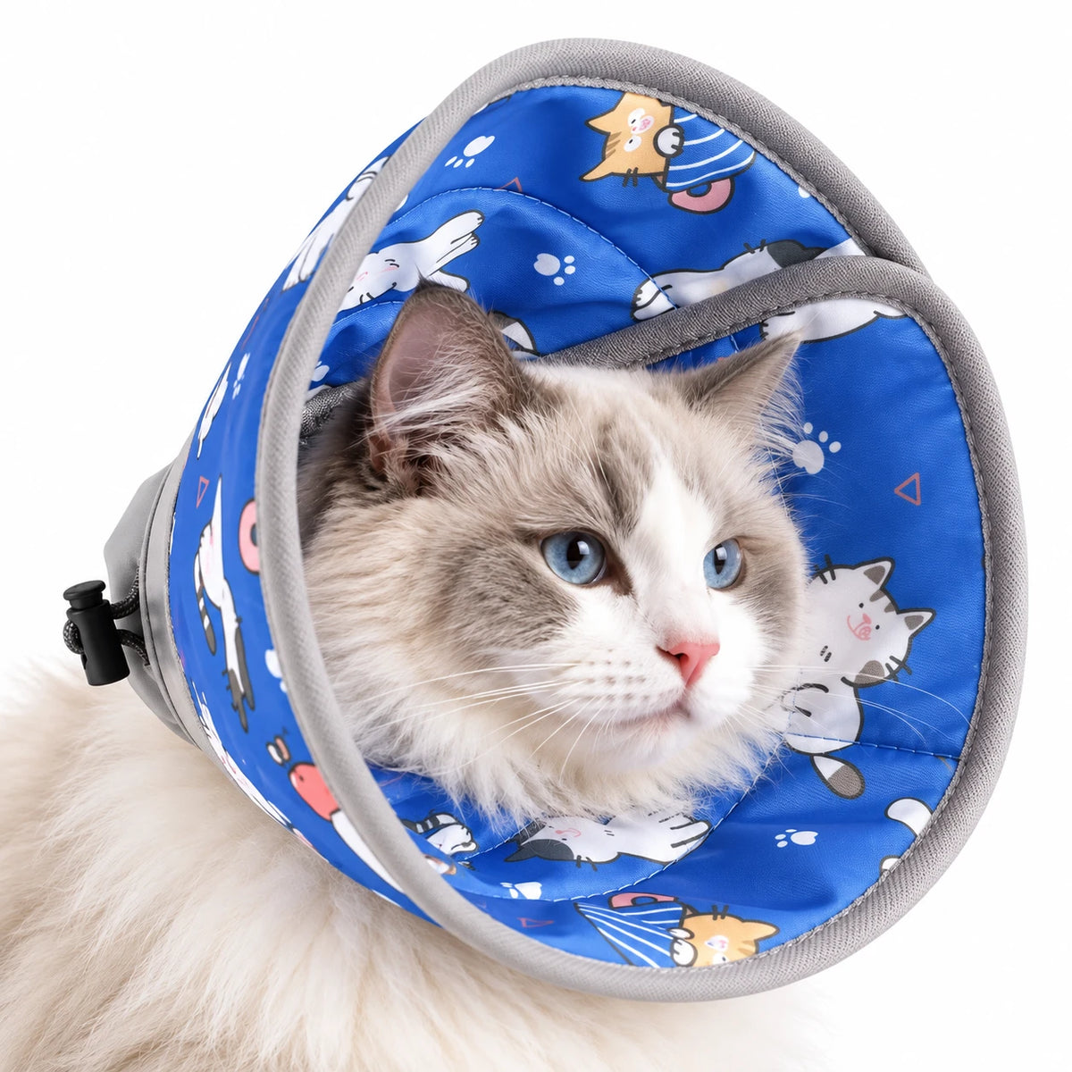 Chat portant une collerette en tissu bleu roi imprimée de petits chats, avec bordure grise