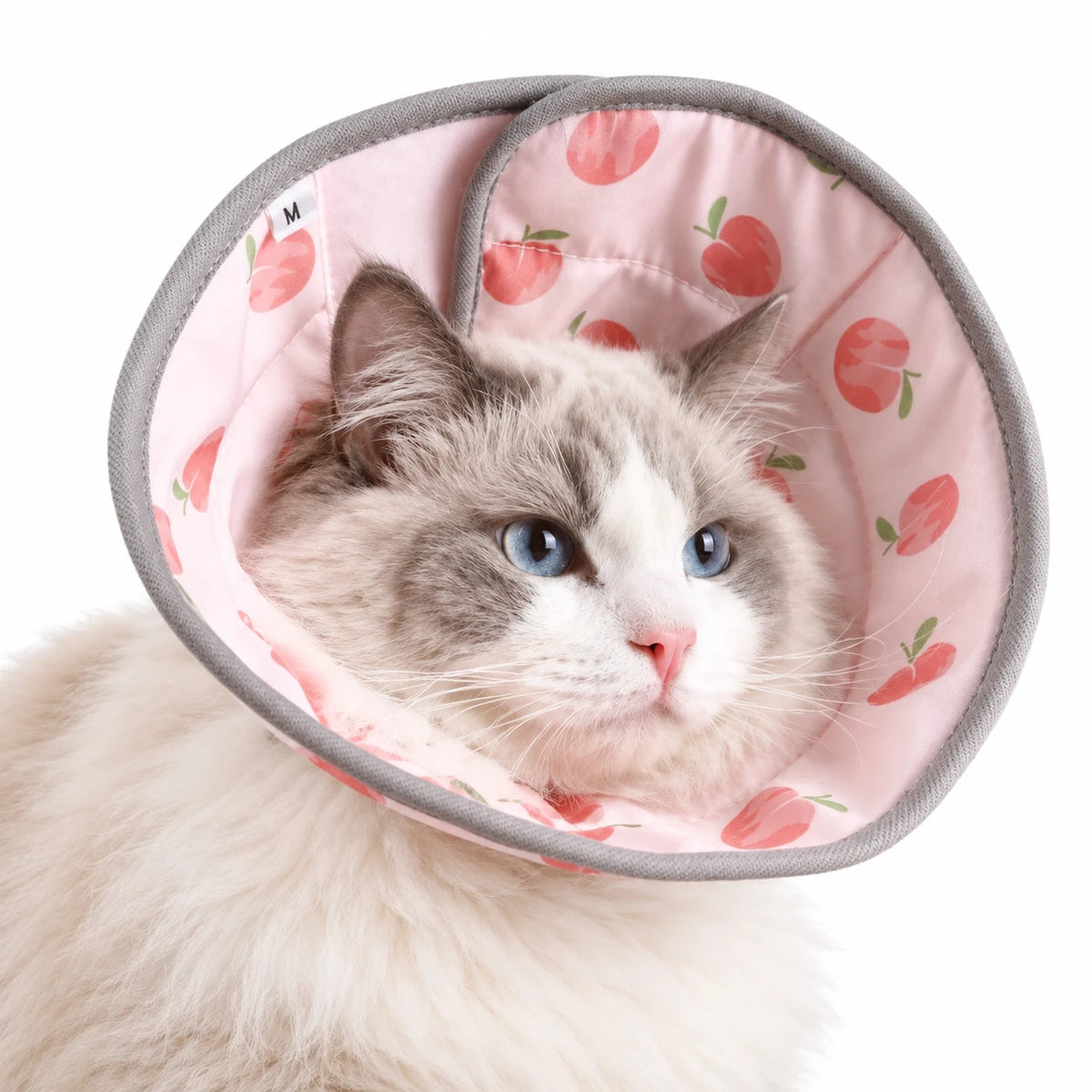 Chat aux yeux bleus portant une collerette en tissu rose à motif de pêches, bordée de gris