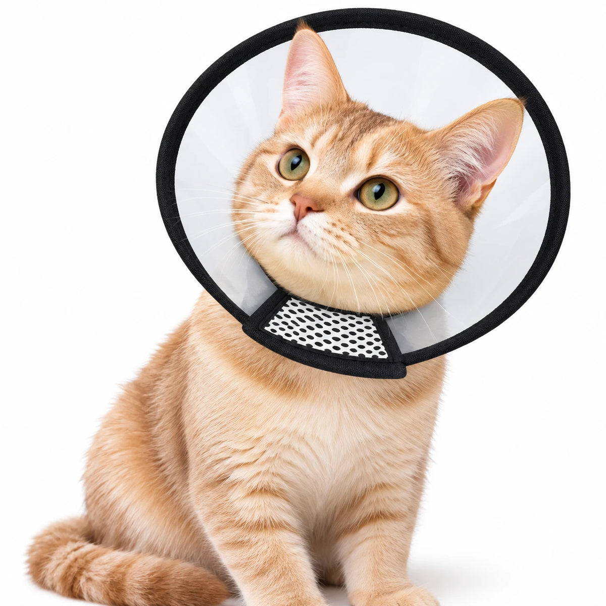 Chat roux portant une collerette transparente bordée de noir, sur fond blanc