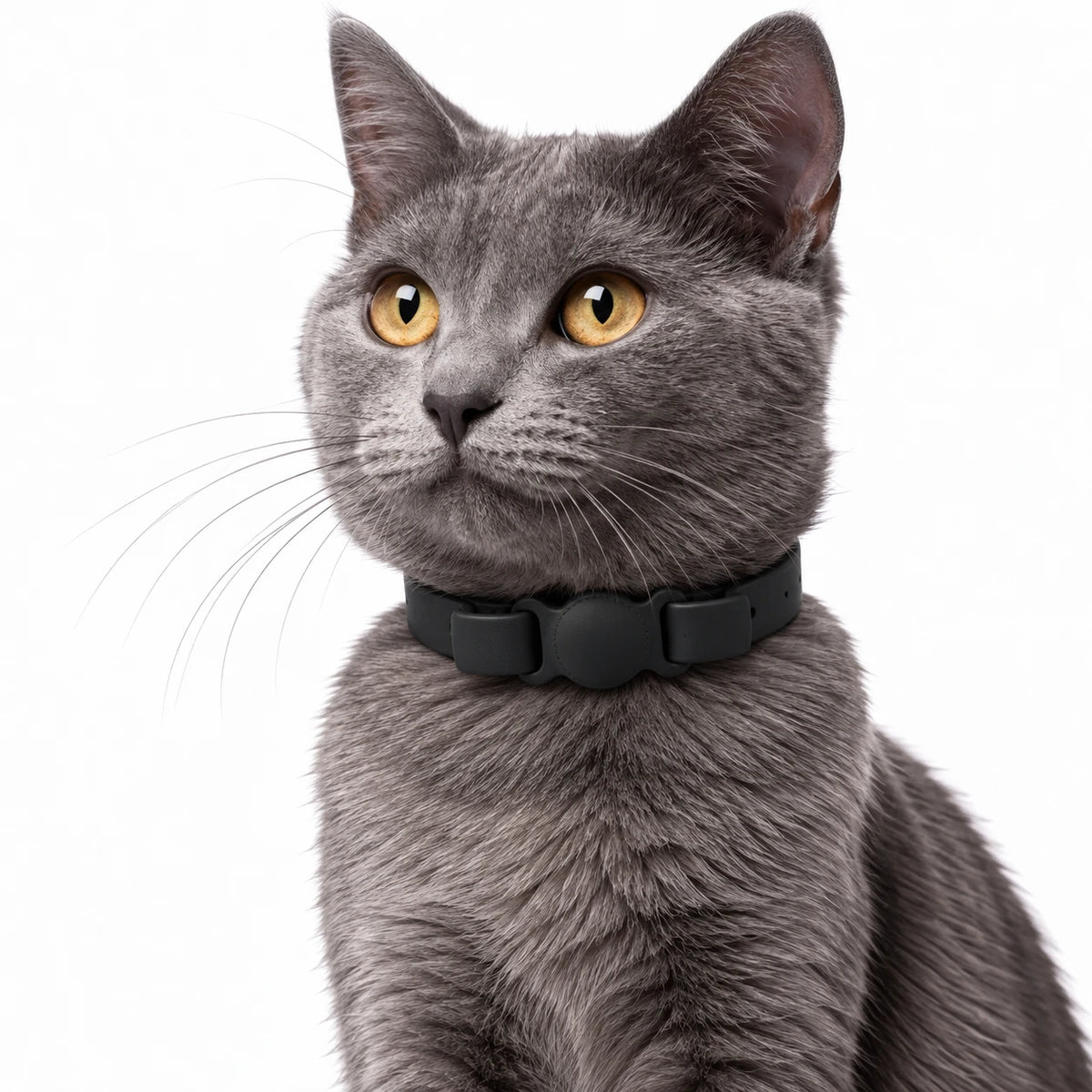 Le même collier en noir, porté par un chat gris