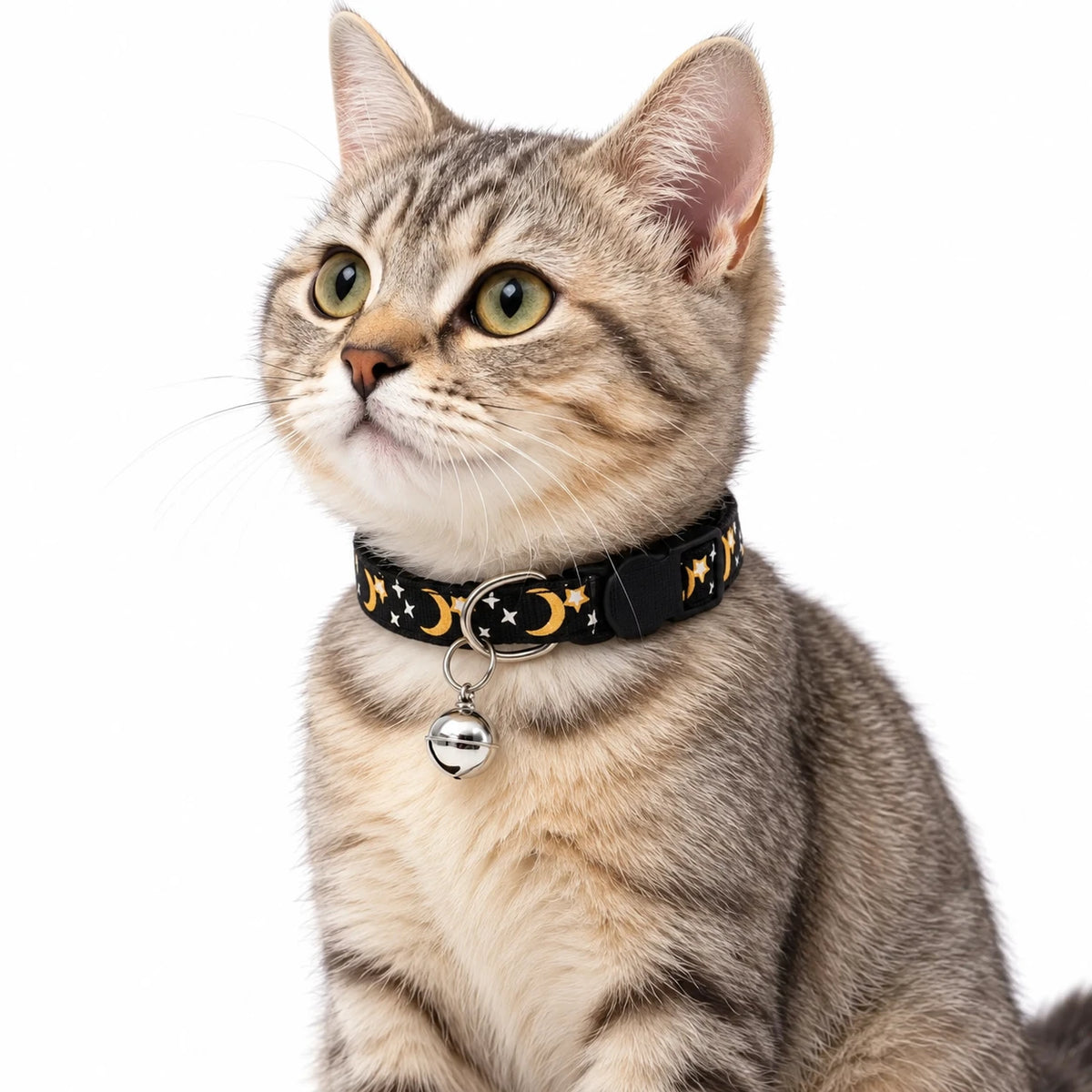 Chat tigré portant le collier anti-étranglement noir à motifs lune et étoiles, avec son grelot argenté