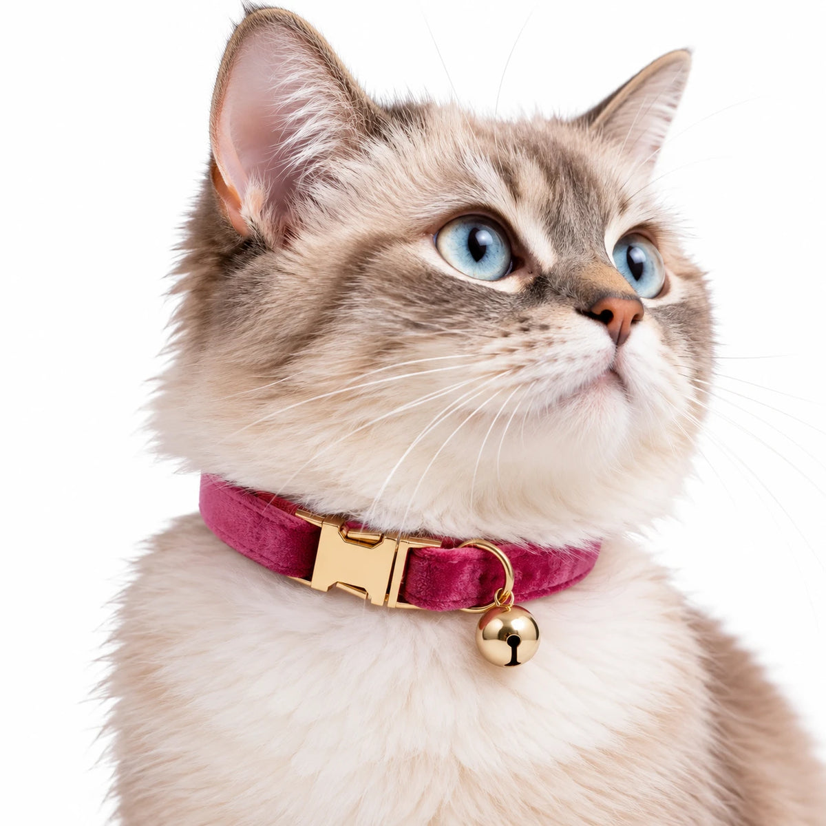 Chat aux yeux bleus portant le collier fuchsia à finition veloutée et son grelot doré