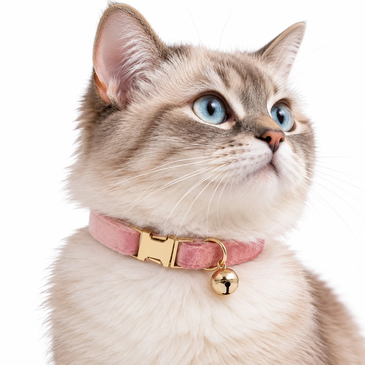 Chat aux yeux bleus portant le collier rose à finition veloutée, avec sa boucle et son grelot dorés