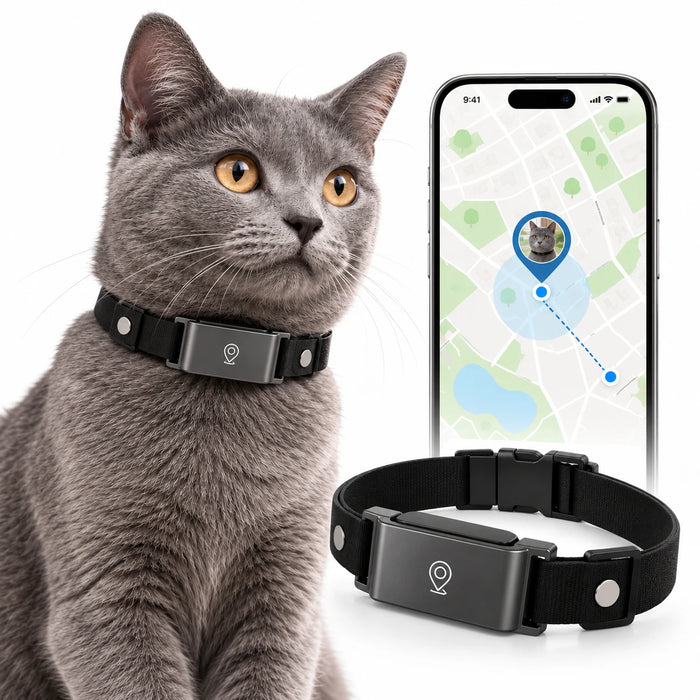 Collier GPS porté par un chat gris, et la position affichée sur la carte d’un smartphone