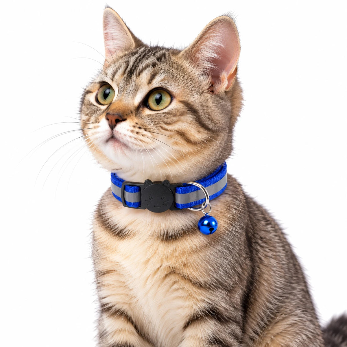 Le même collier en bleu roi, bande grise au centre de la sangle