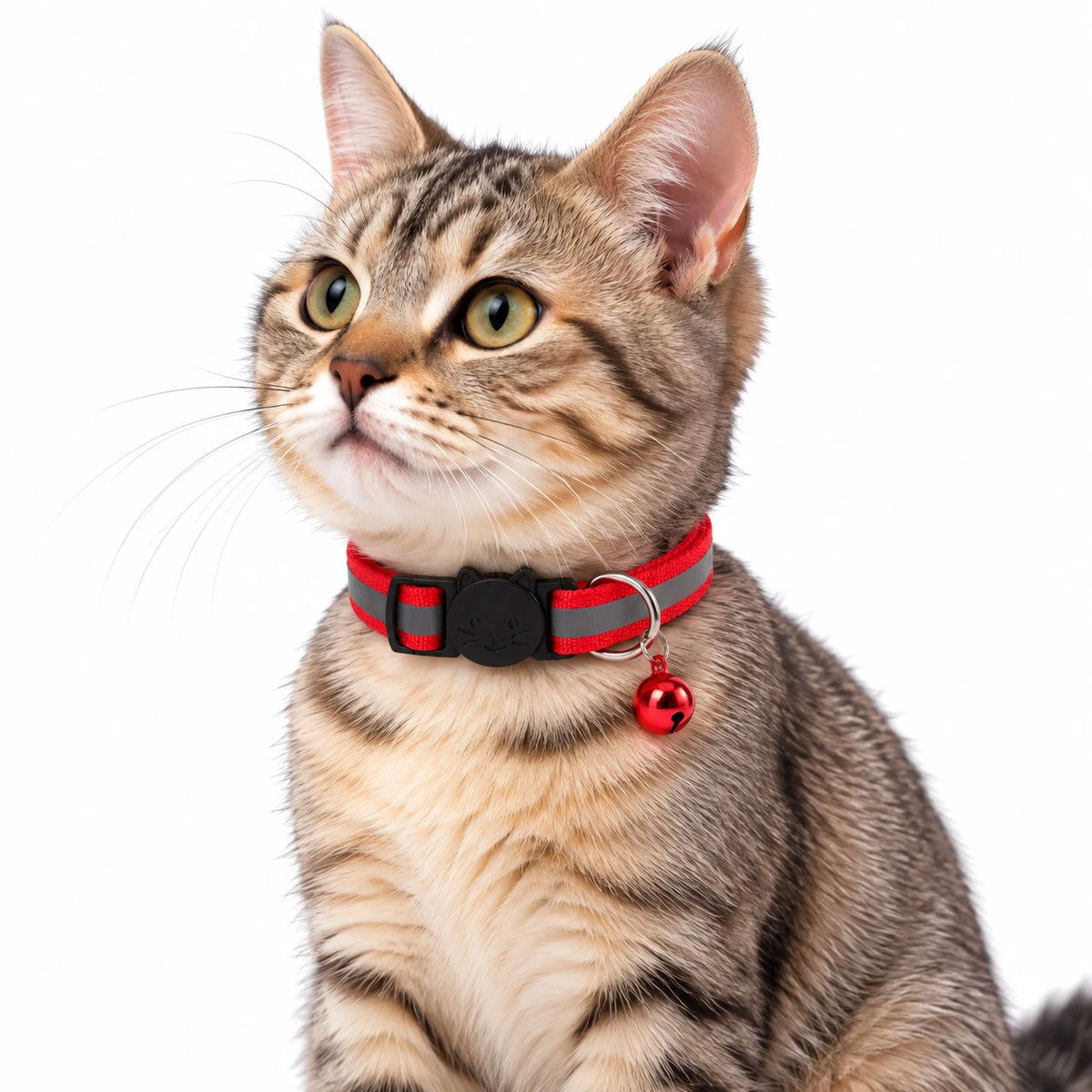 Coloris rouge porté sur un chat tigré, vu de profil