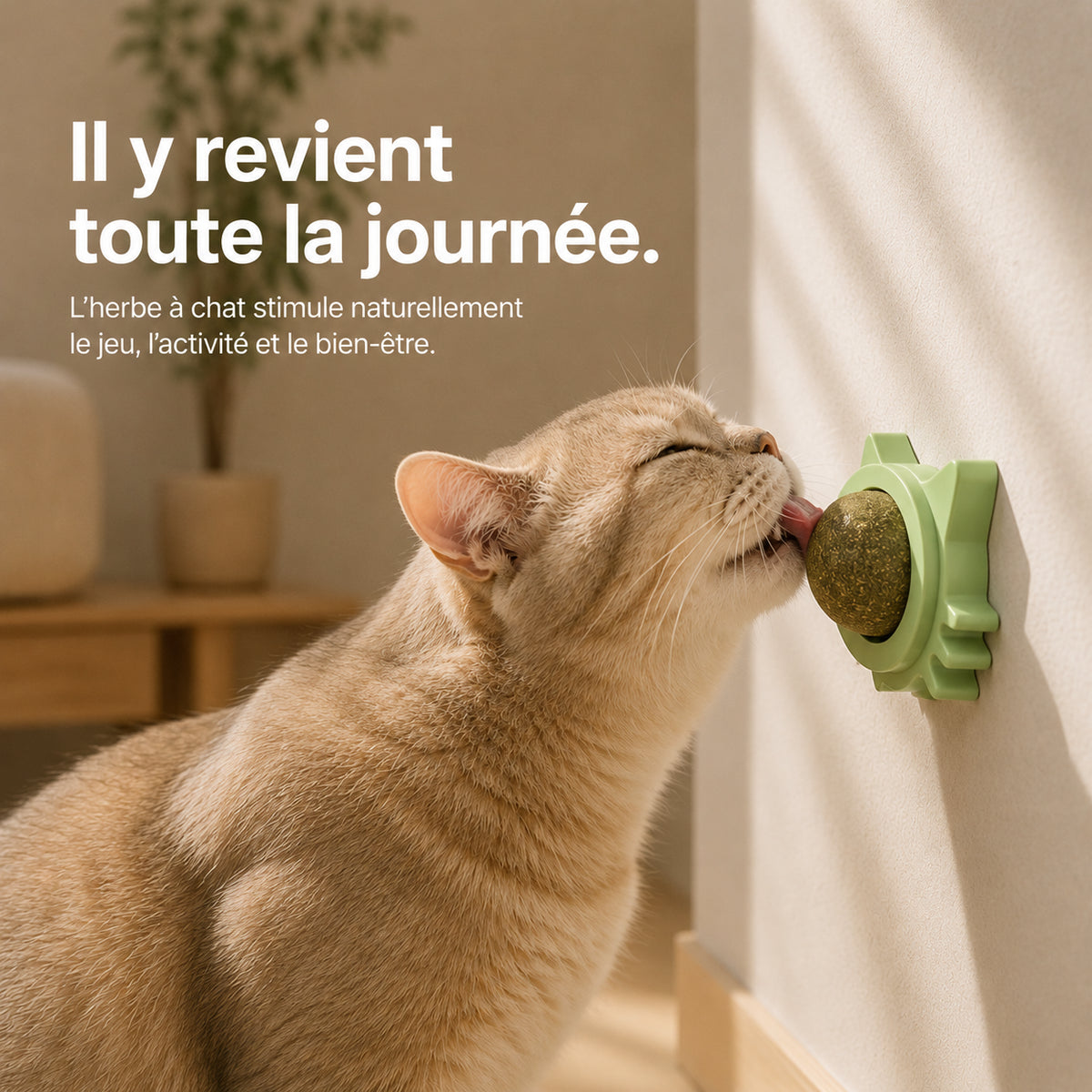 Chat beige léchant la boule de cataire fixée au mur sur son support vert