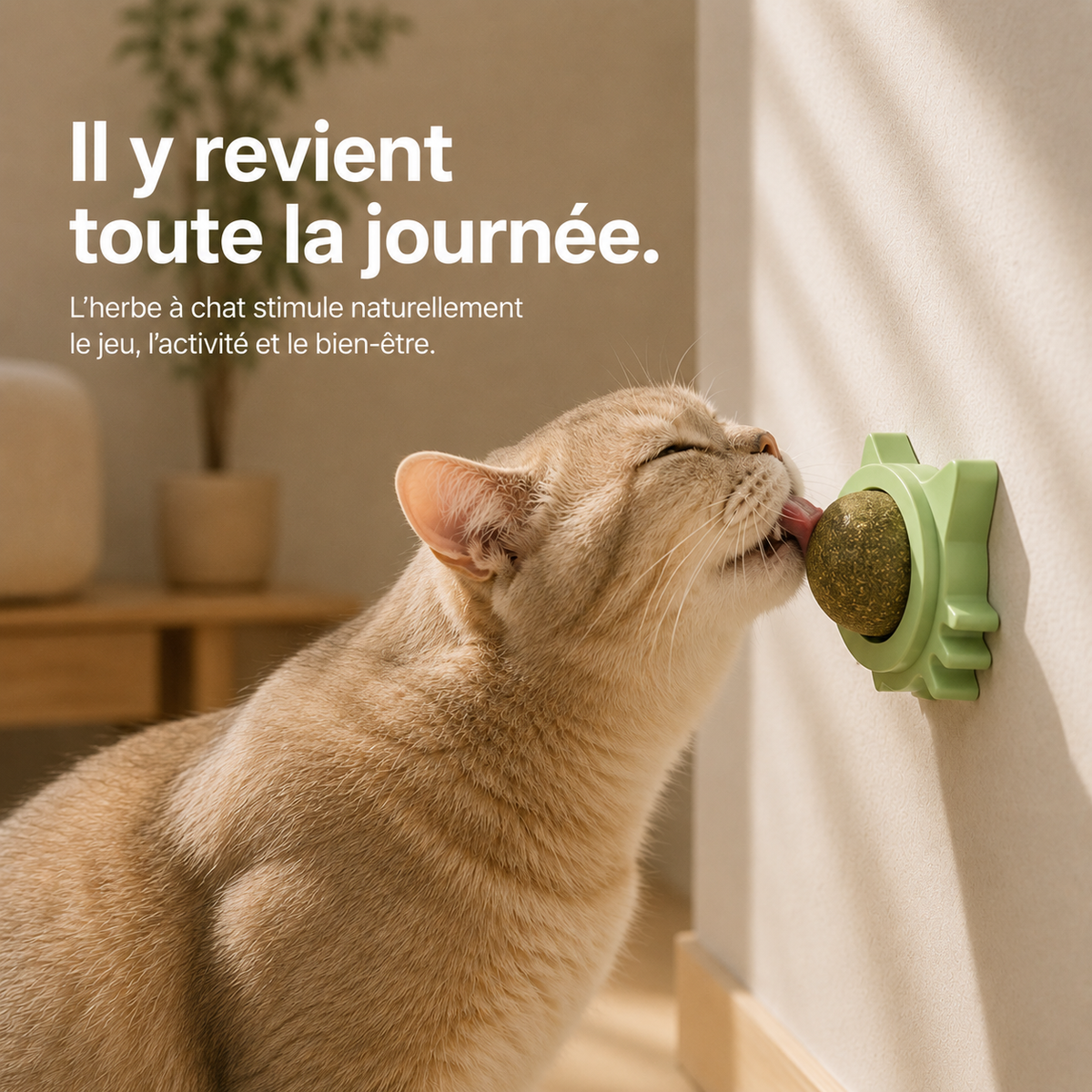 Boule d'Herbe à Chat Murale — Cataire Naturelle